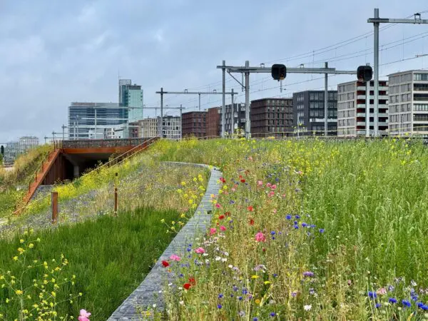 Green verge in Amsterdam